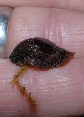 Schizoglossa