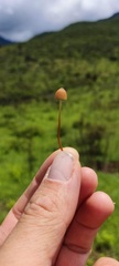 Psilocybe mexicana