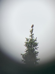 Coccothraustes coccothraustes