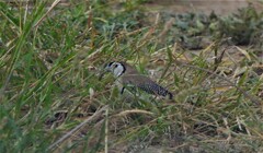 Stizoptera bichenovii