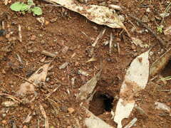 Myrmecia