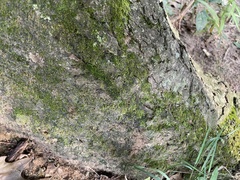 Pseudotaxiphyllum elegans