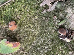 Pseudotaxiphyllum elegans