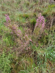 Erica hirtiflora