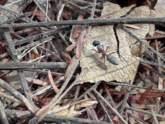 Camponotus blandus