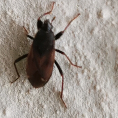 Eremocoris
