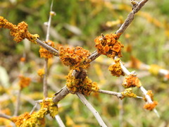 Teloschistes chrysophthalmus