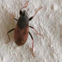 Eremocoris