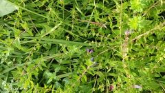 Scutellaria galericulata