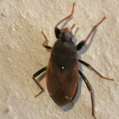 Eremocoris