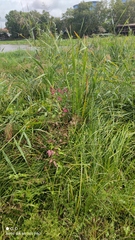 Impatiens glandulifera