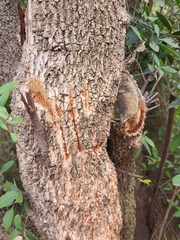 Panthera pardus pardus