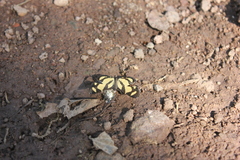 Baeotis zonata zonata