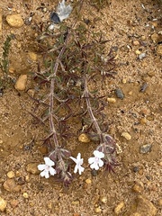 Hemiandra pungens