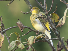 Serinus canaria domesticus