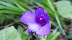 Torenia concolor