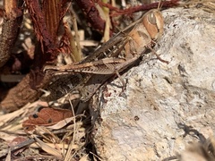 Rhammatocerus viatorius