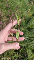 Persicaria hydropiper