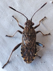 Rhopalidae