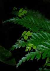 Asplenium bulbiferum