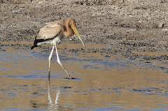 Mycteria ibis