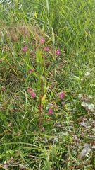 Impatiens glandulifera