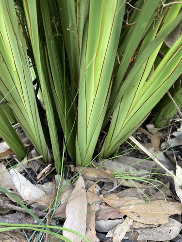 Image of Dianella brevipedunculata by (c) Thomas Mesaglio, some rights reserved (CC BY)