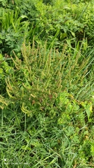 Ambrosia artemisiifolia