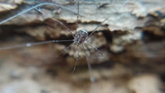 Leiobunum blackwalli