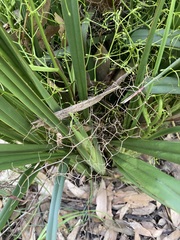 Dianella brevipedunculata