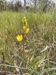 Bulbine bulbosa