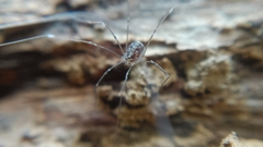 Leiobunum blackwalli