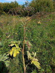 Heracleum dissectum