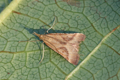 Synaphe punctalis
