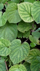 Violaceae