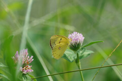 Colias poliographus