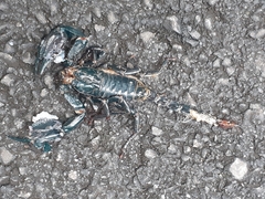 Heterometrus spinifer