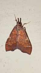 Deana hybreasalis