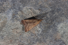 Synaphe punctalis
