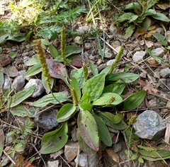 Plantago depressa