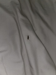 Lepismatidae