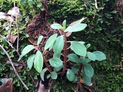 Peperomia leptostachya