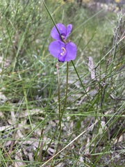 Swainsona procumbens