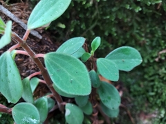 Peperomia leptostachya