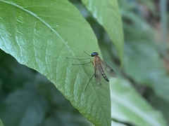 Rhagionidae