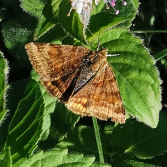 Euclidia glyphica