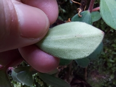 Peperomia leptostachya