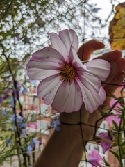Cosmos bipinnatus