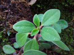 Peperomia leptostachya