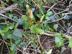 Passiflora herbertiana herbertiana